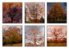 Anne Turner -  Autumn Trees in the Botanical Gardens.jpg